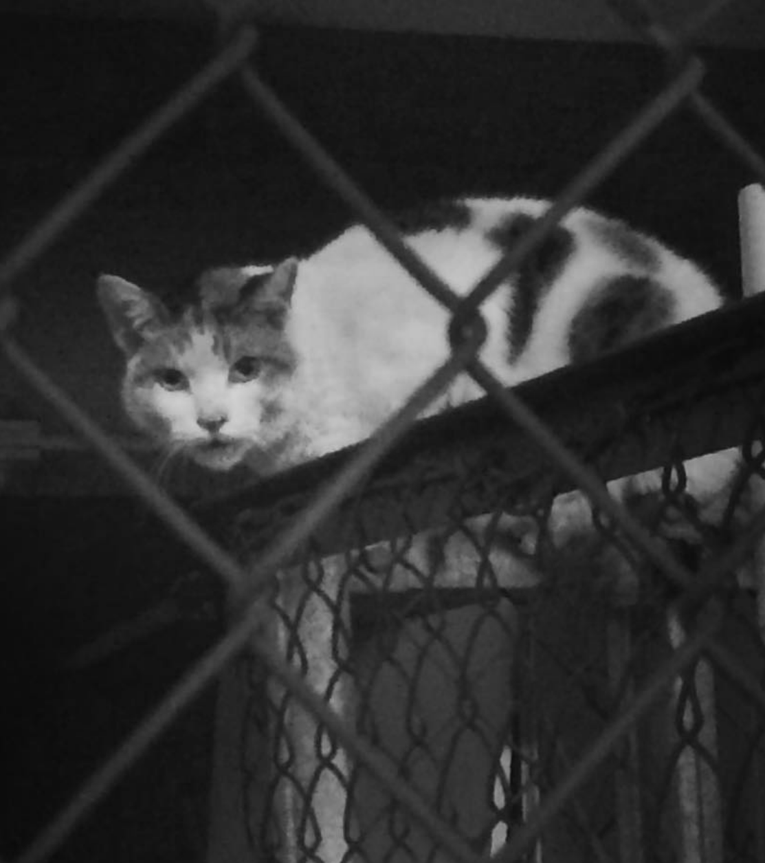 KASANE NIPPON gallery showcase: Monochrome urban wildlife photography featuring a nocturnal street cat behind a chain-link fence.