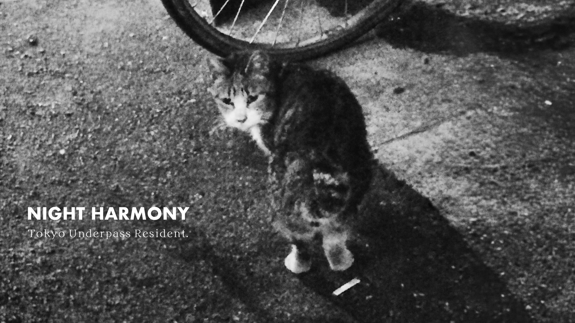 NIGHT HARMONY artwork: black-and-white street cat standing under a bicycle wheel in a Tokyo backstreet.